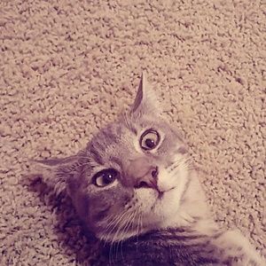 Meet your Posher, Shanya